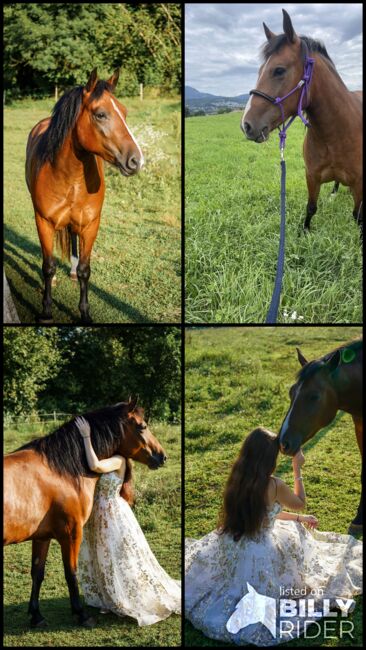 Wunderschöne und lernwillige Stute sucht neues Zuhause, Franziska, Horses For Sale, klagenfurt, Image 5