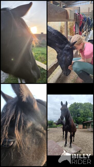 Bildschöne Stute bald Kleinpferd, Hendrike Jensen, Horses For Sale, Mittelangeln, Image 9