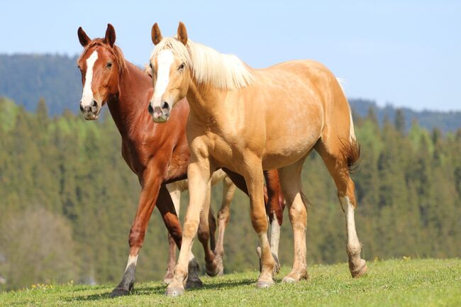 schöne große Stute mit tollen Bewegungen, Rafal, Horses For Sale, Nowy Targ