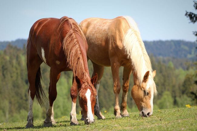 schöne große Stute mit tollen Bewegungen, Rafal, Horses For Sale, Nowy Targ, Image 3