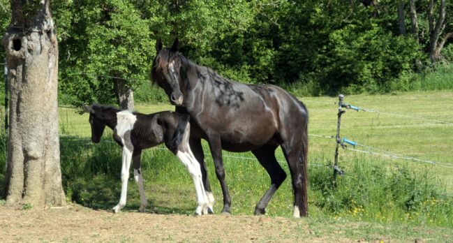 Wunderschöne Rappstute, Andalusier , Freizeitpferd, Manu, Horses For Sale, Engen