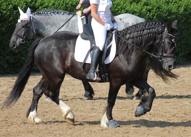 Wunderschöne Tinkerstute, Gewichtsträgerin, jaqueline , Horses For Sale, Stainingsdorf