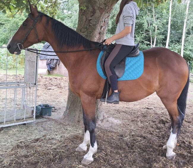 Wunderschöne Traberstute, Christiane , Horses For Sale, Arnstadt, Image 4