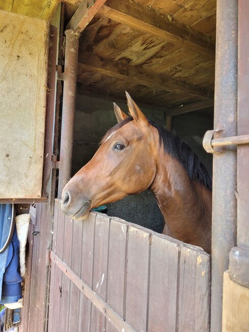 Wunderschöne Nachwuchsstute, Wolfram Grunwald , Horses For Sale, Altlüdersdorf , Image 5