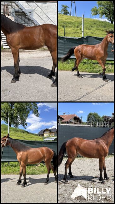 Schöne junge Stute zu verkaufen, Friedhelm Hanusch , Horses For Sale, Feldkirchen, Image 6