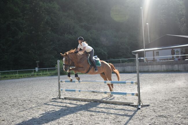 Schöne Warmblutstute, Eva Maria, Horses For Sale, Deutschfeistritz , Image 5