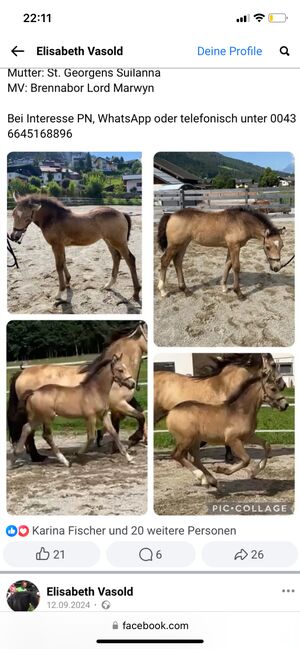 Wunderschönes Welsh Cob Stutfohlen sucht ihr Zuhause, Elisabeth Vasold, Horses For Sale, Eben im Pongau, Image 2