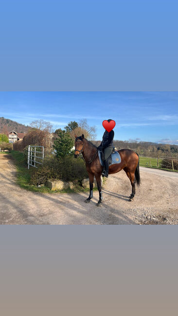 Wunderschöne Westfalenstute mit viel Potenzial, Aldina , Horses For Sale, Gaggenau , Image 3