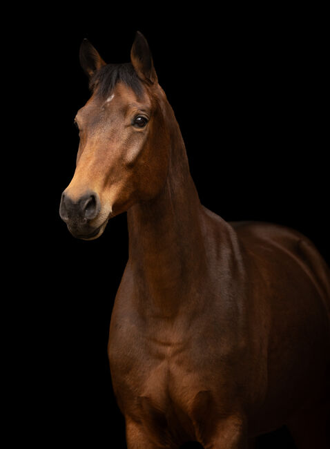 Wunderschöne Westfalenstute mit viel Potenzial, Aldina , Horses For Sale, Gaggenau 