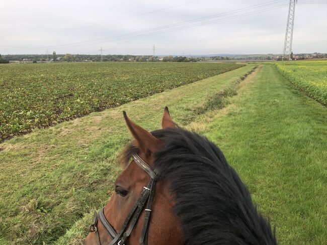 Schöne Ausritte, Kronwitter Petra , Riding Holidays, Mainbernheim, Image 2