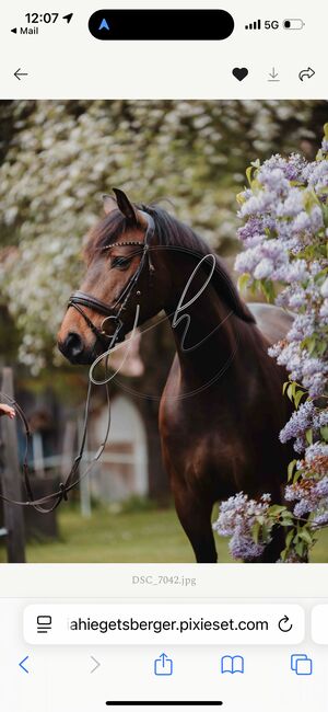 💕Wunderschöne Zangersheide Stute 💕, Anna Bischof, Horses For Sale, Sankt Peter am Kammersberg, Image 4
