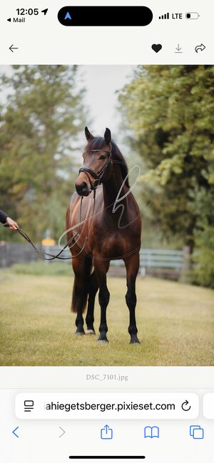 💕Wunderschöne Zangersheide Stute 💕, Anna Bischof, Horses For Sale, Sankt Peter am Kammersberg, Image 2