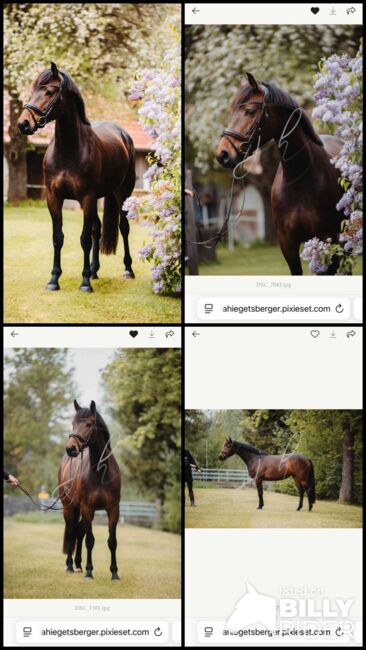 💕Wunderschöne Zangersheide Stute 💕, Anna Bischof, Horses For Sale, Sankt Peter am Kammersberg, Image 5