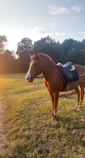 Gut gebrauchte vs Sattel, Massimo , Melina , All Purpose Saddle, Forchheim , Image 3