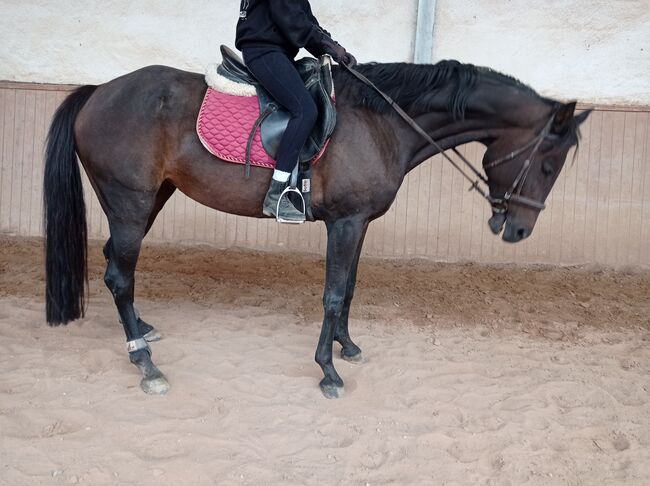 braves Freizeitpferd Verlasspferd, Bianca Fath , Horses For Sale, Höheischweiler , Image 2