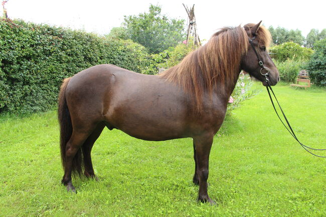 freundlicher Isländer Wallach mit guter Gangveranlagung, Sabine Opitz Wieben (Reiter - & Erlebnisbauernhof Groß Briesen GmbH), Horses For Sale, Groß Briesen