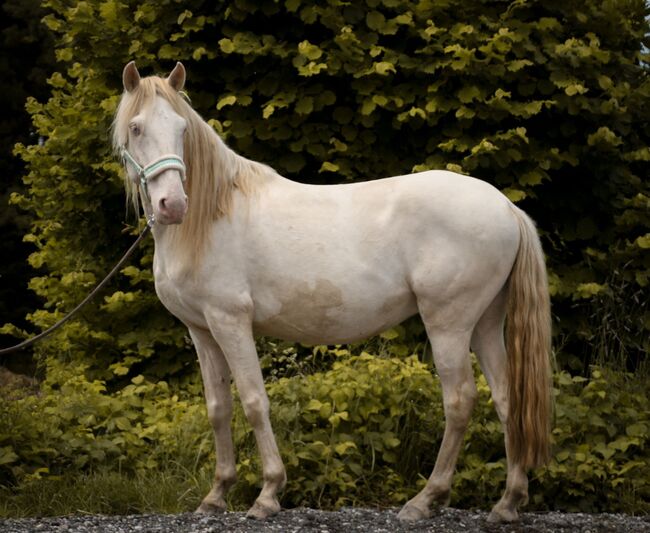 Freundlicher sensibler Spaniermix sucht Bestplatz, Conny Heil , Horses For Sale, Kochel am See, Image 5