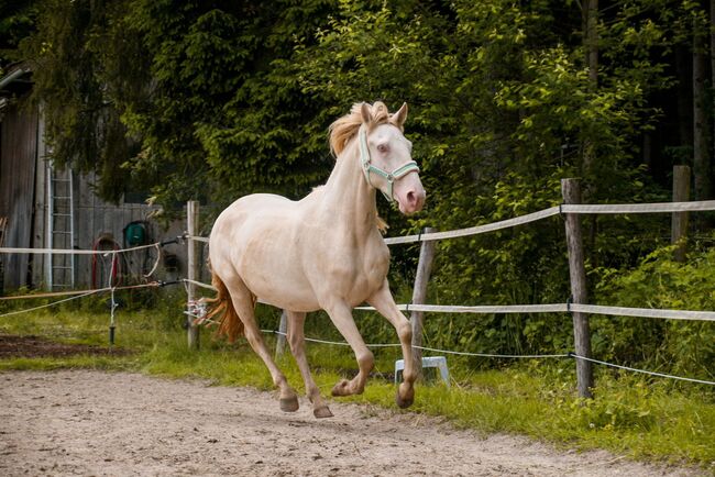 Freundlicher sensibler Spaniermix sucht Bestplatz, Conny Heil , Horses For Sale, Kochel am See, Image 10
