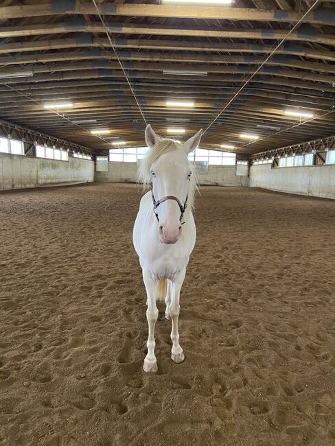 Freundlicher sensibler Spaniermix sucht Bestplatz, Conny Heil , Horses For Sale, Kochel am See, Image 2