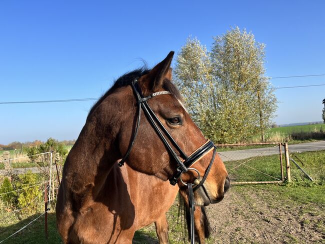 Freundlicher Wallach für Sport und Freizeit, MaWi, Horses For Sale, Divitz-Spoldershagen, Image 4