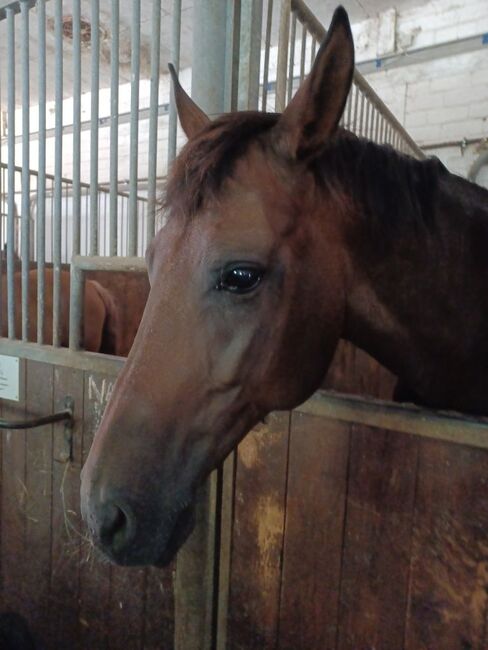 Freundliche Stute sucht dauerhaftes Zuhause, C. Mayer, Horses For Sale, Hassfurt, Image 2