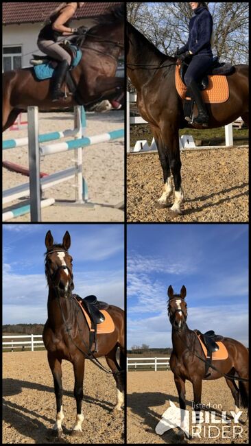 Freundliche große Westfalenstute mit viel Potenzial, C. Schednik, Horses For Sale, Aichach, Image 9