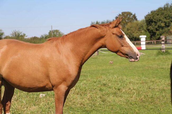 Wertvolle Dornik B  Zuchtstute x Brillant Stutenstamm, Reitponygestüt Aspel , Horses For Sale, Rees