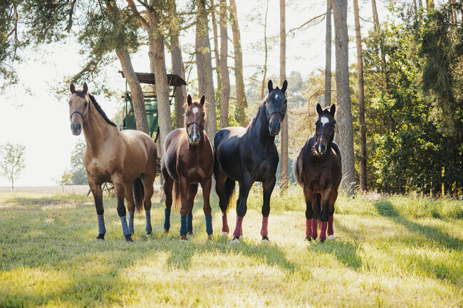 Urlaubsversorgung für Ihr Pferd, Erlangen-Höchstadt, Strong Together Horsetraining UG, Verena + Janina, Other, Gremsdorf