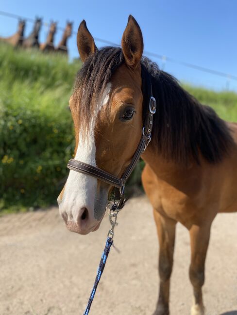 Wallach, 2 Jahre, Julia, Horses For Sale, Erbach