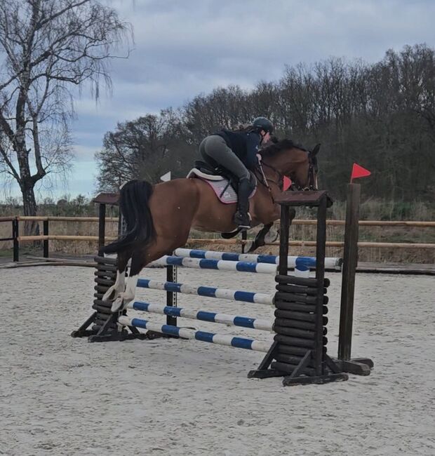 Wallach 7J ca 1,67m, Ivonne, Horses For Sale, Rietz-Neuendorf Neubrück (Spree), Image 4