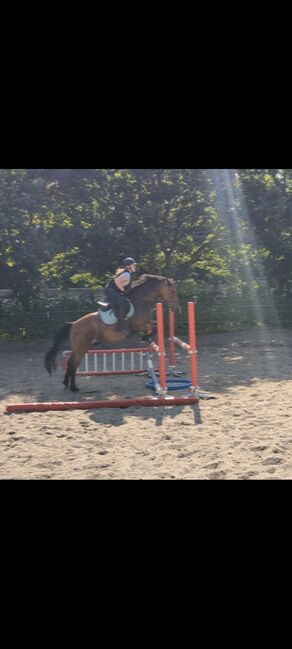 Wallach 8 Jahre, Franzi, Horses For Sale, Uthmöden, Image 3