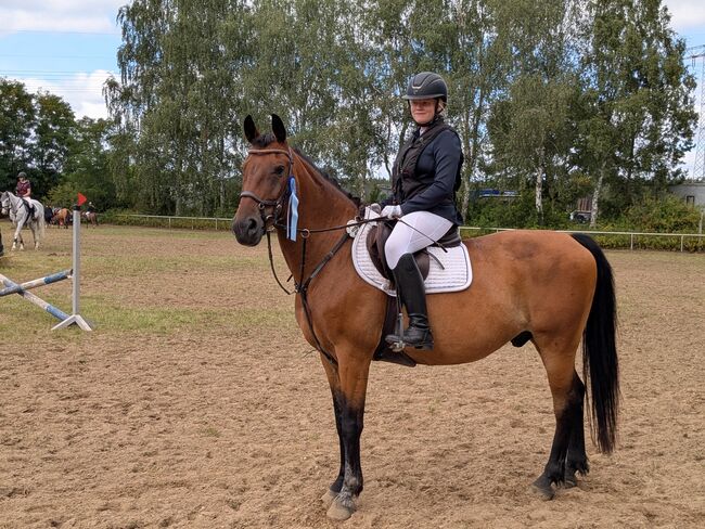 Wallach 8 Jahre, Franzi, Horses For Sale, Uthmöden