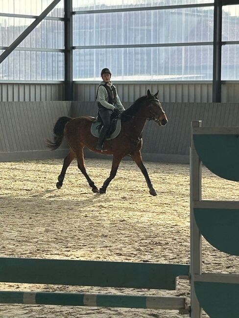 Wallach 8 Jahre, Franzi, Horses For Sale, Uthmöden, Image 6