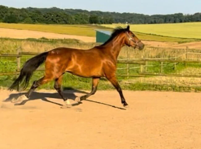 Wallach ca 1,70 cm von Leevster Pferd Springen Dressur, Kat, Horses For Sale, Münstermaifeld, Image 9