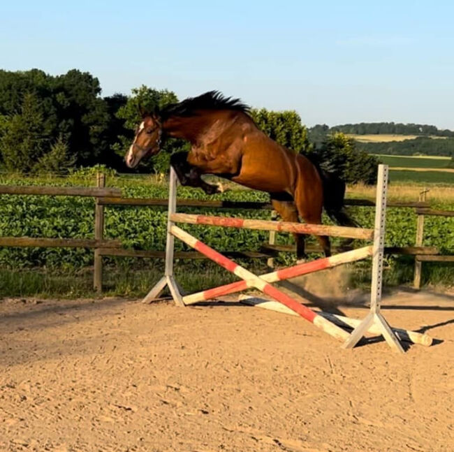 Wallach ca 1,70 cm von Leevster Pferd Springen Dressur, Kat, Horses For Sale, Münstermaifeld, Image 14