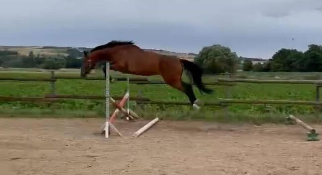 Wallach ca 1,70 cm von Leevster Pferd Springen Dressur, Kat, Horses For Sale, Münstermaifeld, Image 13