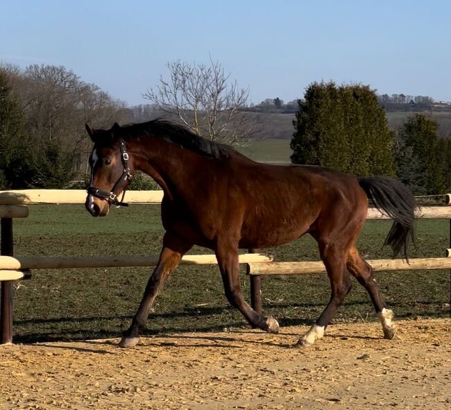 Wallach ca 1,70 cm von Leevster Pferd Springen Dressur, Kat, Horses For Sale, Münstermaifeld