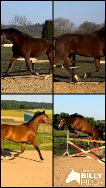 Wallach ca 1,70 cm von Leevster Pferd Springen Dressur, Kat, Horses For Sale, Münstermaifeld, Image 16