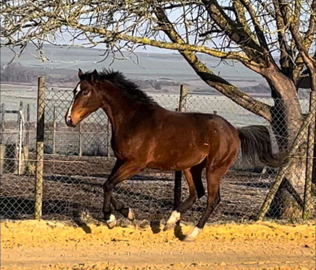 Wallach ca 1,70 cm von Leevster Pferd Springen Dressur, Kat, Horses For Sale, Münstermaifeld, Image 12