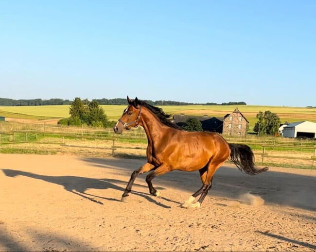 Wallach ca 1,70 cm von Leevster Pferd Springen Dressur, Kat, Horses For Sale, Münstermaifeld, Image 10