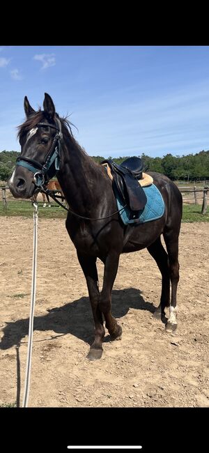 Wallach Fohlenpferd 3 Jahre alt, Regina Fésüs, Horses For Sale, Székesfehérvár