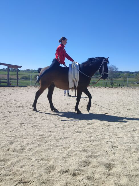 Wallach mit viel Energie, Claudia, Horses For Sale, Zwettl