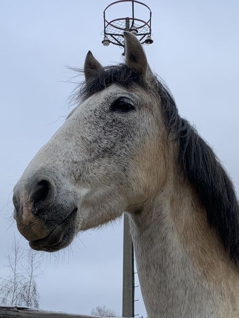 Wallach sucht neuen Möhrchengeber, Yvonne Wendel, Horses For Sale, Eckental, Image 6