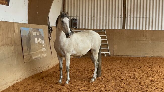 Wallach sucht neuen Möhrchengeber, Yvonne Wendel, Horses For Sale, Eckental, Image 11