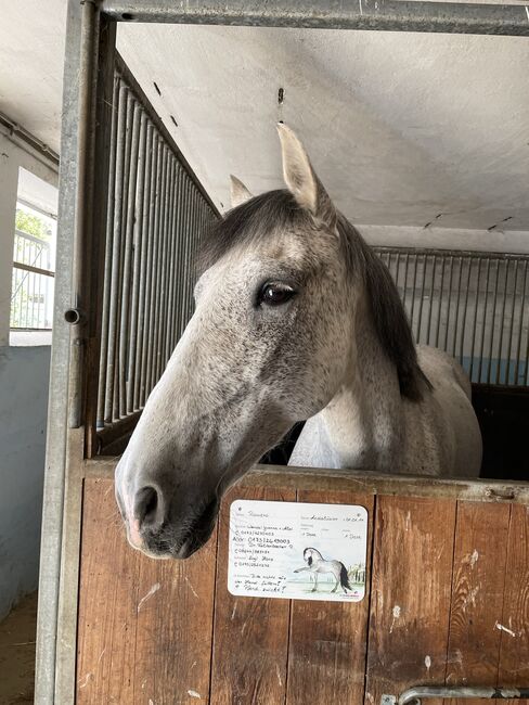 Wallach sucht neuen Möhrchengeber, Yvonne Wendel, Horses For Sale, Eckental, Image 13