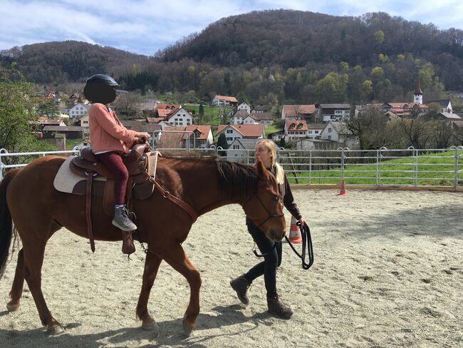 Wallach sucht Herzensmensch, Elaine Bentler, Horses For Sale, Kienberg, Image 3