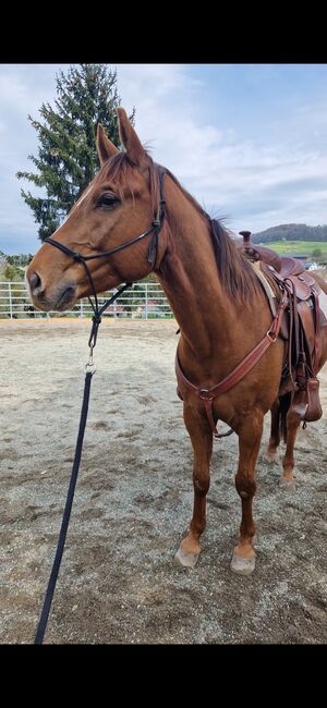 Wallach sucht Herzensmensch, Elaine Bentler, Horses For Sale, Kienberg, Image 6