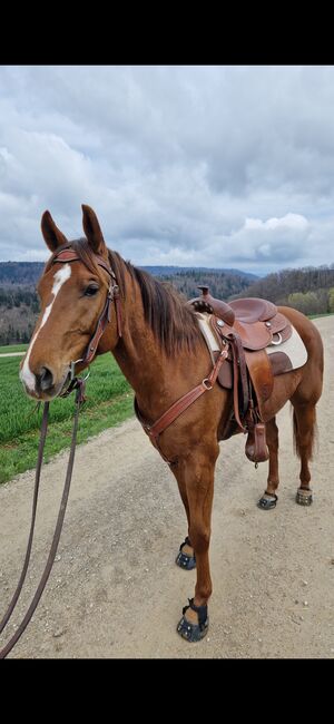 Wallach sucht Herzensmensch, Elaine Bentler, Horses For Sale, Kienberg, Image 5