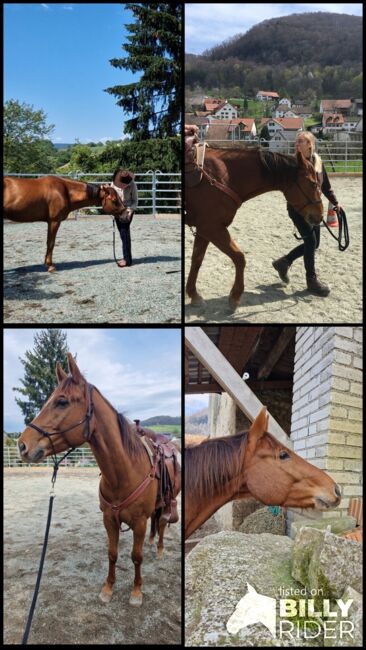 Wallach sucht Herzensmensch, Elaine Bentler, Horses For Sale, Kienberg, Image 9