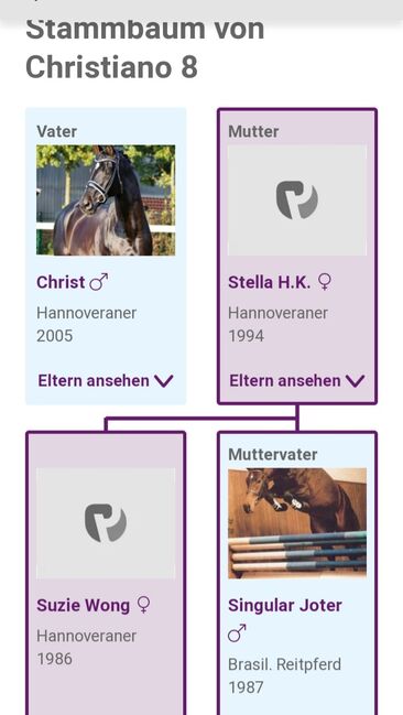 Wallach zu verkaufen, Privat , Horses For Sale, Engen, Image 3